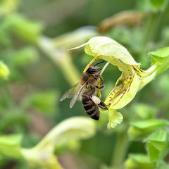 Kleverige salie - Salvia glutinosa   bij