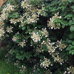 Klimhortensia - Hydrangea anomala subsp. petiolaris