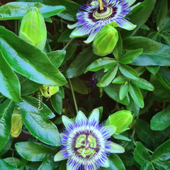 Passiflora Kletterpflanzen besondere Blumen