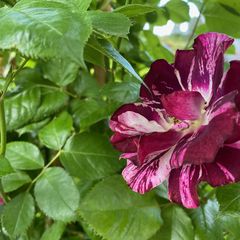 Klimroos - Rosa 'Purple Splash' bloem