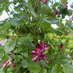 synoniemen: Rosa 'Wekspitrib' en Rosa 'Oh Wow!