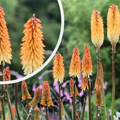 Vuurpijl - Kniphofia 'Tawny King' in bloei