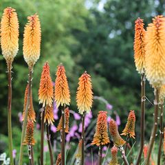 Vuurpijl - Kniphofia 'Tawny King'