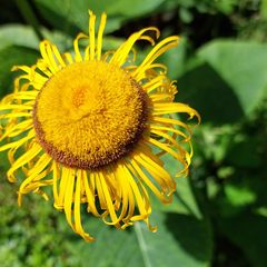 Koeienoog - Telekia speciosa