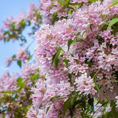 Kolkwitzia-amabilis-roze-bloeiende-struik.jpg