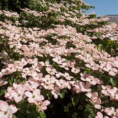 Kornoelje roze grote bloemen Cornus kousa Satomi