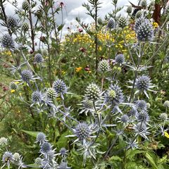 Kruisdistel - Eryngium x tripartitum