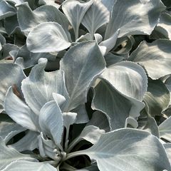 Kruiskruid - Senecio candicans 'Angel Wings'