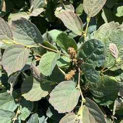 Blad Lampenpoetserstruik - Fothergilla major 'Blue Shadow'