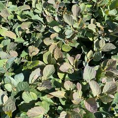 Lampenpoetserstruik - Fothergilla major 'Blue Shadow'