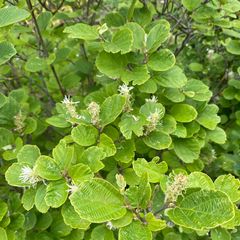 Lamperpoetserstruik - Fothergilla major