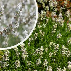 Gewone Lavendel - Lavendula angustifolia 'Edelweis'