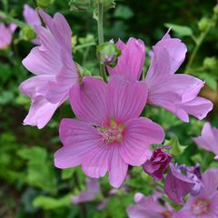 Struikmalva - Lavatera 'Candy Floss'