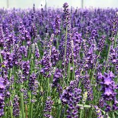 Gewöhnlicher Lavendel - Lavandula angustifolia 'Hidcote'