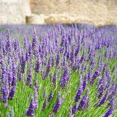 Lavendel planten zijn groenblijvend en ruiken heerlijk