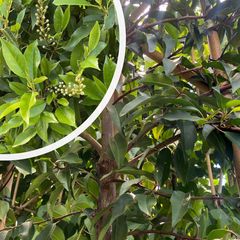 Lei Portugese laurier - Prunus lusitanica Angustifolia