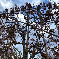 Lei Rode Kerspruim - Prunus cerasifera 'Nigra'
