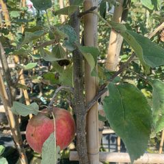Appelboom - Malus Domestica