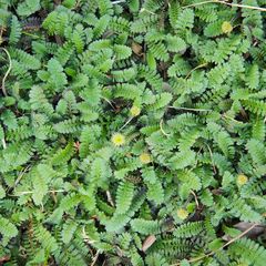 Beloopbaar groen - Koperknoopje - Leptinella Squalida