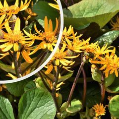 Kruiskruid - Ligularia dentata in bloei