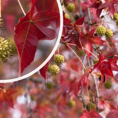 Treur amberboom op stam - Liquidambar styraciflua 'Pendula'