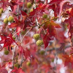 Treur amberboom op stam - Mooie herfstkleuren