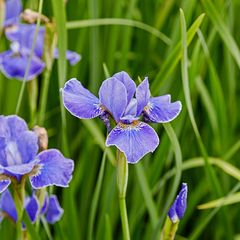 Lis-Iris-Sibirica-silver-edge.jpg