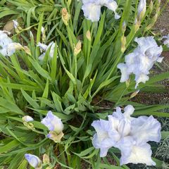 Lis-Iris-pallida-Variegata.jpg