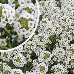 Bloei Lobularia maritima 'Snowcloth'