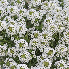 Zilverschildzaad - Lobularia maritima 'Snowcloth'