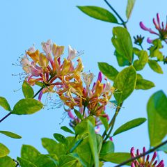 Geißblatt - Lonicera henryi - Blühend