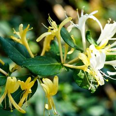 Kamperfoelie - Lonicera japonica 'Hall's Prolific' bloem