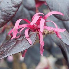 Bloei Chinese franjeboom - Loropetalum chinense ‘Fede’