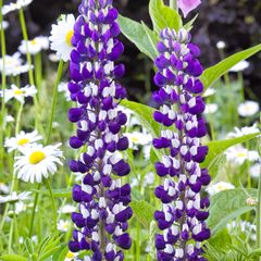 Lupine - Lupinus 'The Governor' kopen