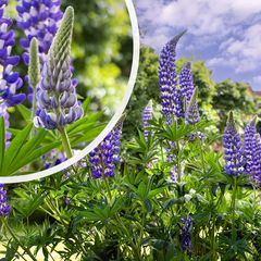 Lupine - Lupinus 'Gallery Blue' in bloei