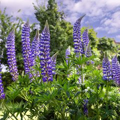 Lupine - Lupinus 'Gallery Blue'