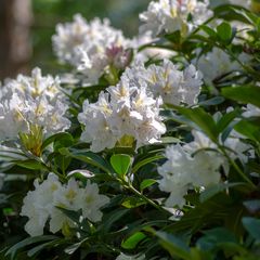 Rhododendron - Rhododendron 'Madame Masson'
