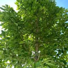 Beverboom op hoge stam - Magnolia Kobus