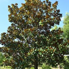 Magnolia-grandiflora-boom.jpg