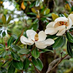 Magnolia grandiflora groenblijvende magnolia soorten kopen informatie