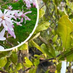 Beverboom - Magnolia loebneri ‘Leonard Messel’ bloei