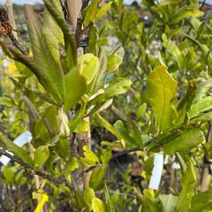 Beverboom - Magnolia loebneri ‘Leonard Messel’
