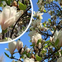 Beverboom - Magnolia soulangeana 'Superba' zuilboom