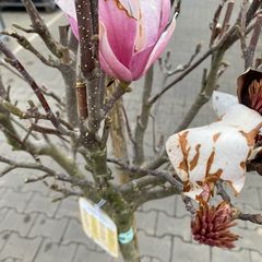 Magnolia x soulangeana op stam