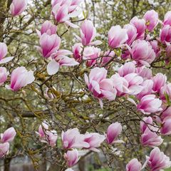 Magnolia x soulangeana in bloei