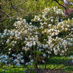 Stermagnolia - Magnolia stellata - Strauch