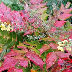 Mahoniestruik Mahonia japonica in de herfst