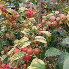 Malus 'Veitch’s Scarlet' in september