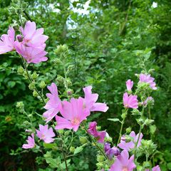 Struikmalva - Lavatera 'Candy Floss' in bloei