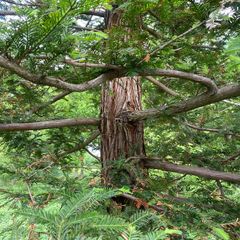 Mammoetboom-Sequoia-sempervirens-bast.jpg